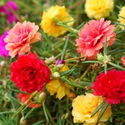 [LUOJIBIE] Moss Rose Seeds, 40,000+ Bulk Flower Seeds for Planting Outdoors(99% Pure Live, Non-GMO), Mixed Colors and Large Blooms, Attracts Pollinators, Easy to Grow